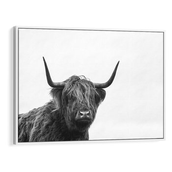 Obraz w ramie 70x50 - Moc i Spokój - amerykańskie bydło, byk - rama biała