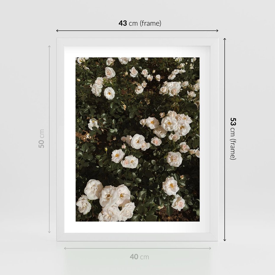Plakat w ramie 40x50 - Czyste Piękno - białe kwiaty, białe róże - rama biała