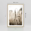 Plakat w ramie 50x70 - Kłosy Pszenicy w Sepii - zboże, kłos pszenicy - rama drewno
