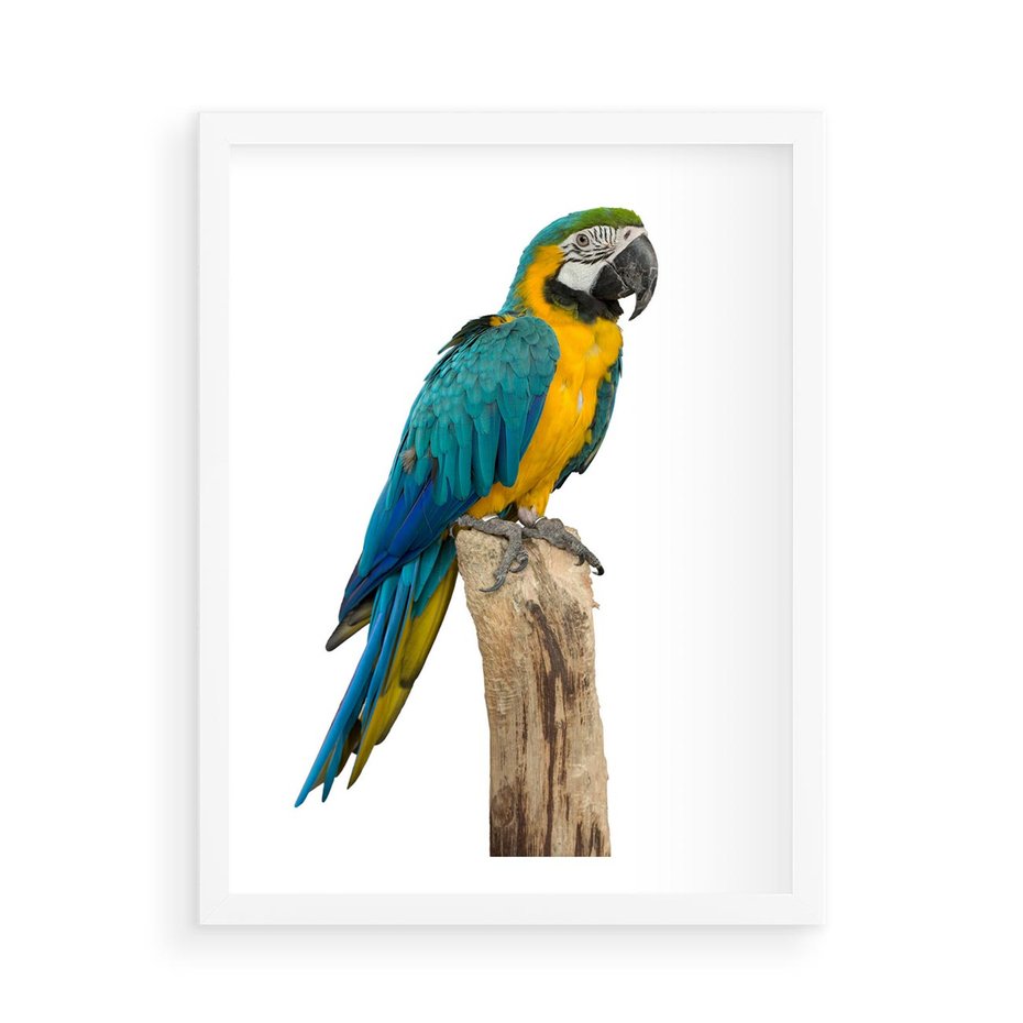Plakat w ramie 50x70 - Kolorowa papuga w locie - papuga, ptak - rama biała