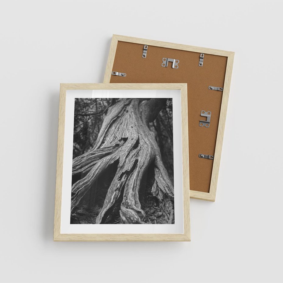 Plakat w ramie 40x50 - Siła Natury - czarno biała fotografia, korzenie wielkiego drzewa - rama drewno
