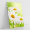 Obraz na płótnie 80x120 - Stokrotka: delikatność natury - stokrotka, kwiat