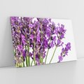 Obraz na płótnie 70x50 - Pola lawendy w pełnym rozkwicie - lawenda, kwiaty