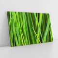 Obraz na płótnie 100x70 - Trawa w abstrakcji: natura przekształcona - trawa, abstrakcja