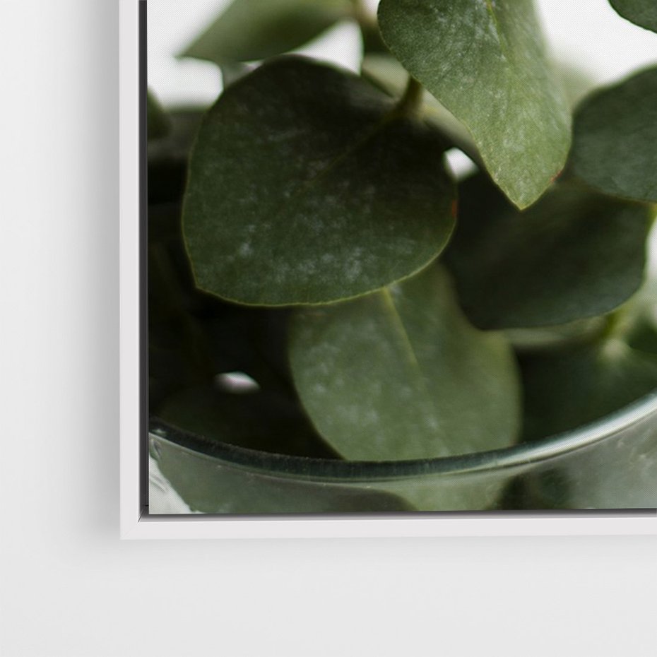 Obraz w ramie 50x70 - Zielone eukaliptusy - eukaliptus, liście - rama biała