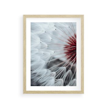Plakat w ramie 40x50 - Makro Magii Natury - dmuchawiec, zbliżenie makro - rama drewno