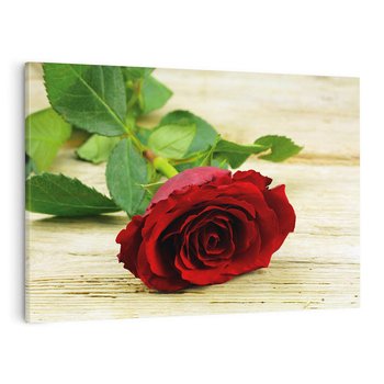 Obraz na płótnie 70x50 - delikatność kwiatu - róża, kwiat