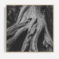 Obraz w ramie 50x50 - Siła Natury - czarno biała fotografia, korzenie wielkiego drzewa - rama drewno