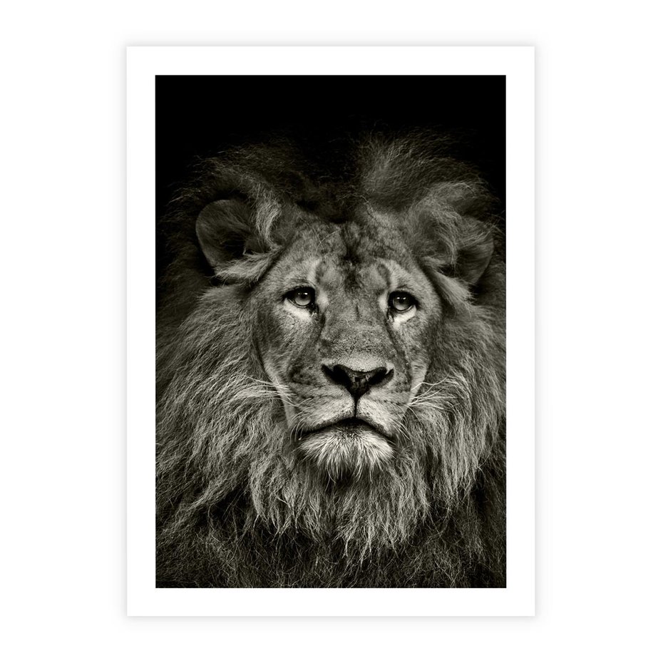 Plakat bez ramy 30x40 - Moc lewego spojrzenia - lew, czarno