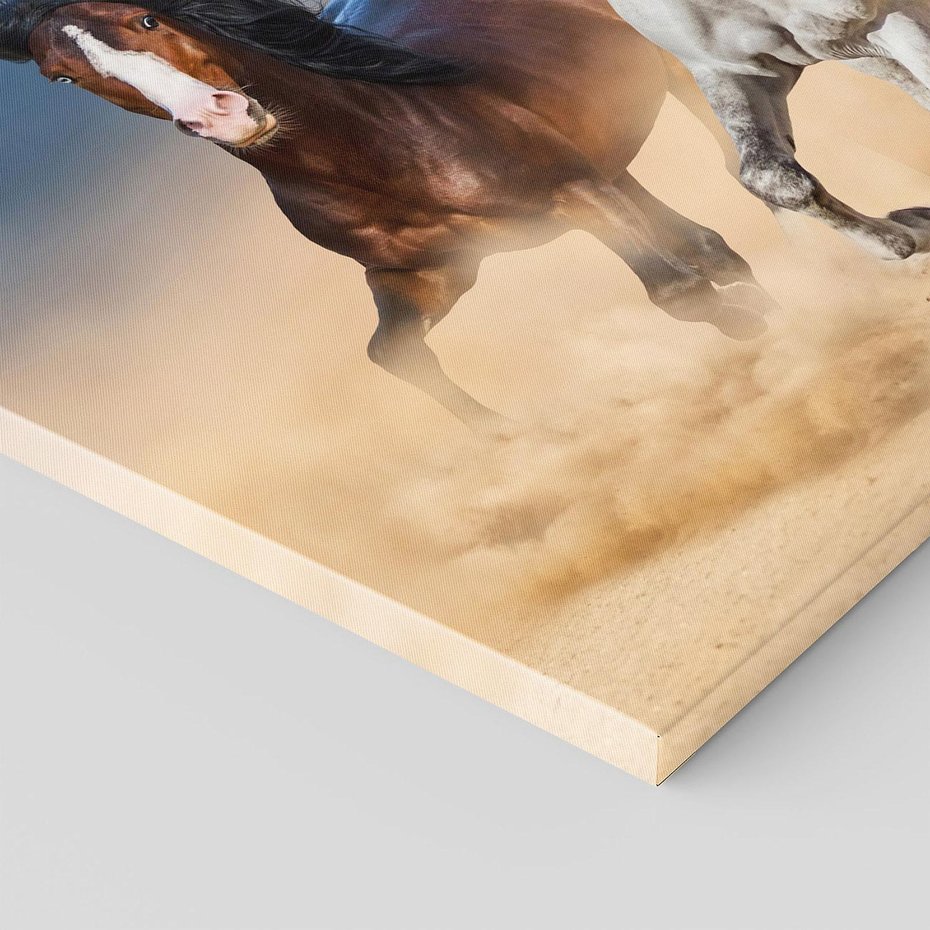 Obraz na płótnie 70x50 - Siła i elegancja - konie, galop