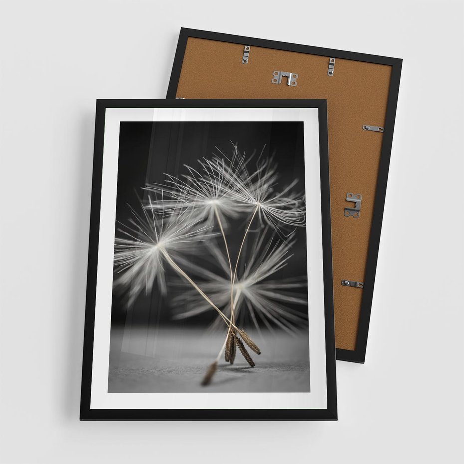 Plakat w ramie 50x70 - Delikatność dmuchawców zbliżenie - dmuchawce, zbliżenie - rama czarna