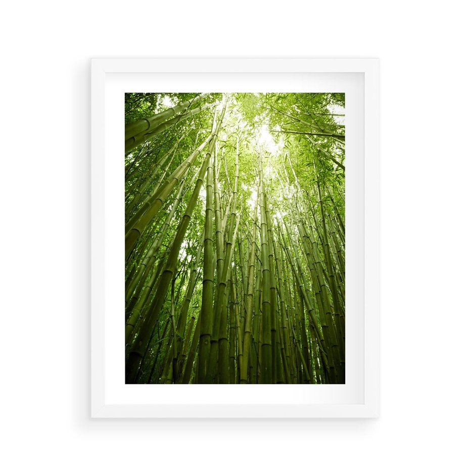 Plakat w ramie 40x50 - Siła Natury - drzewa, las - rama biała