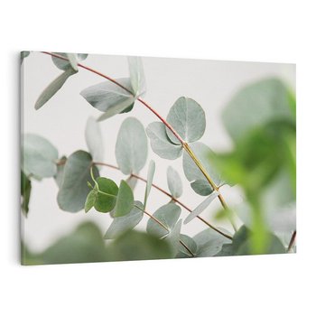 Obraz na płótnie 120x80 - Liście eukaliptusa w naturze - eukaliptus, liście