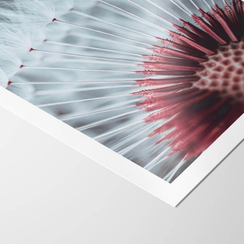 Plakat bez ramy 30x40 - Dmuchawiec w Detalu - dmuchawiec, zdjęcie makro