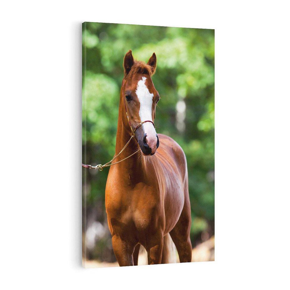 Obraz na płótnie 50x70 - Portret Szlachetnego Konia - koń, portret