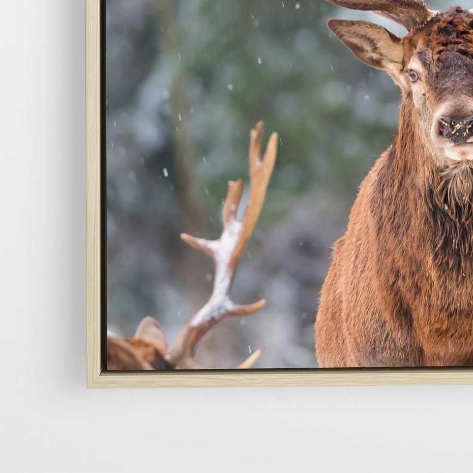 Obraz w ramie 50x50 - Monarcha Zimowej Dziczy - jeleń, zima - rama drewno