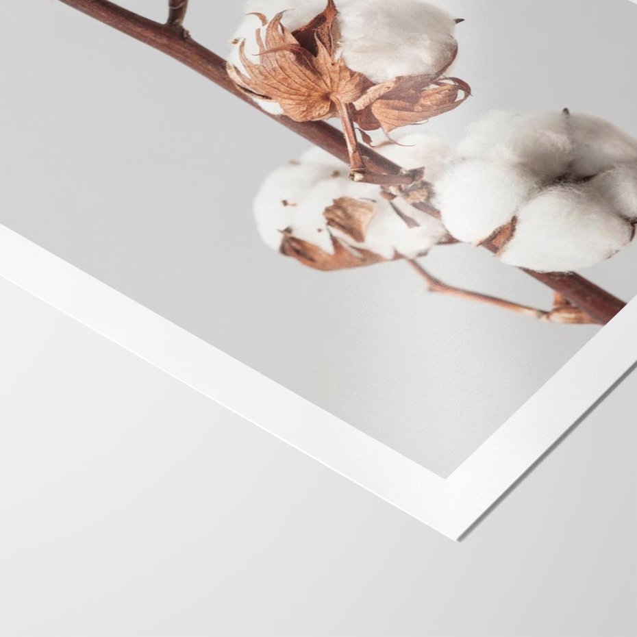 Plakat bez ramy 40x50 - Spokojna Gałązka Bawełny - gałązka bawełny, prosta spokojna fotografia
