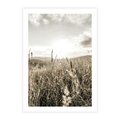 Plakat bez ramy 21x30 - Łąka w Klimacie Sepii - suche trawy, łąka