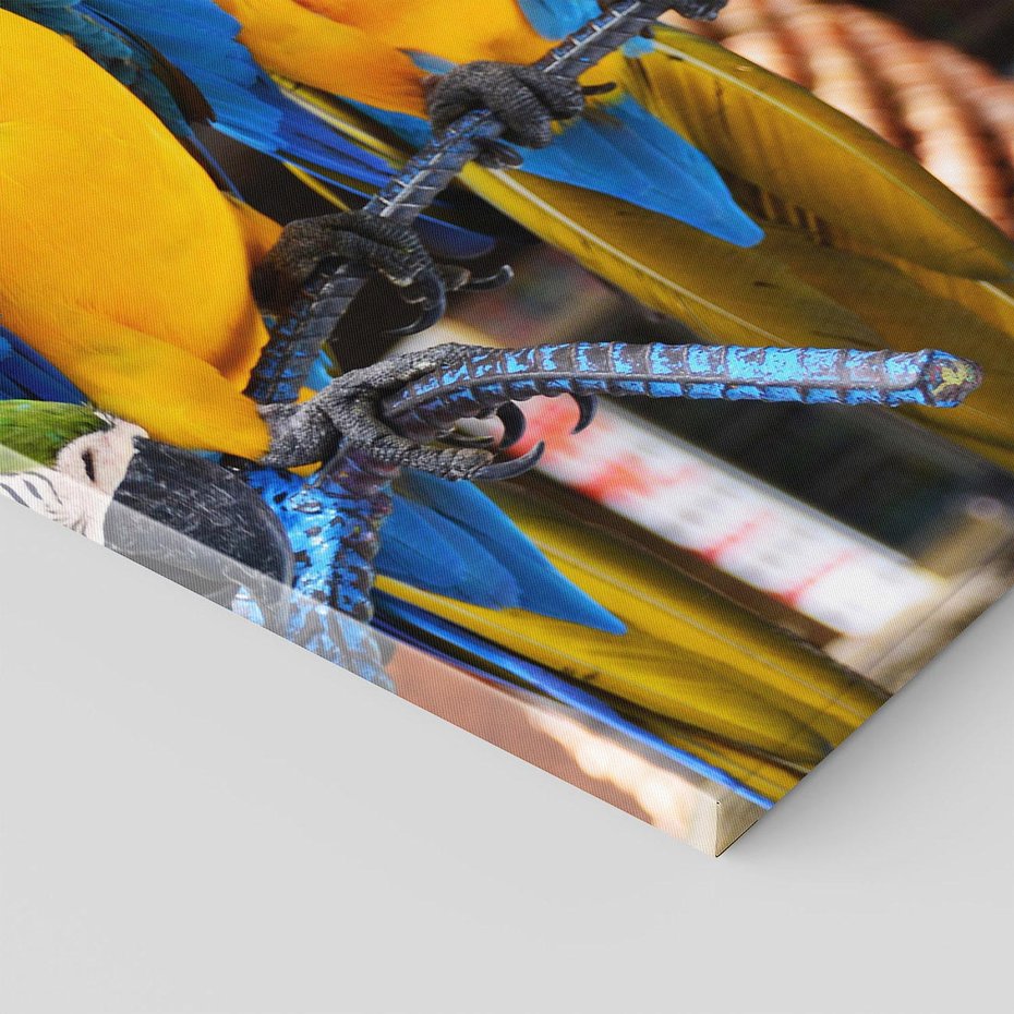 Obraz na płótnie 70x100 - Kolorowa parada papug - papuga, papugi