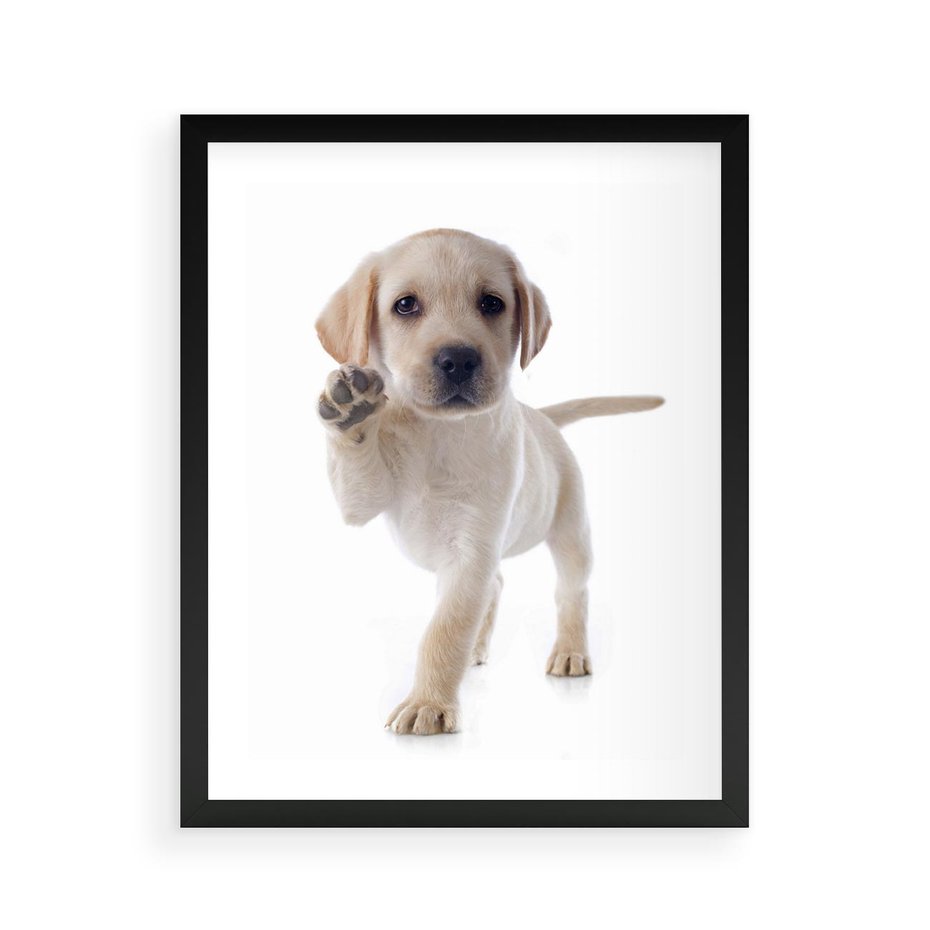 Plakat w ramie 40x50 - Szczeniak pełen radości - piesek, szczeniak - rama czarna