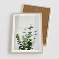 Plakat w ramie 50x70 - Żywa eukaliptusowa zieleń - eukaliptus, zielone - rama drewno