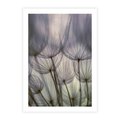 Plakat bez ramy 21x30 - Makro dmuchawiec - piękno drobnych detali - dmuchawce, makro