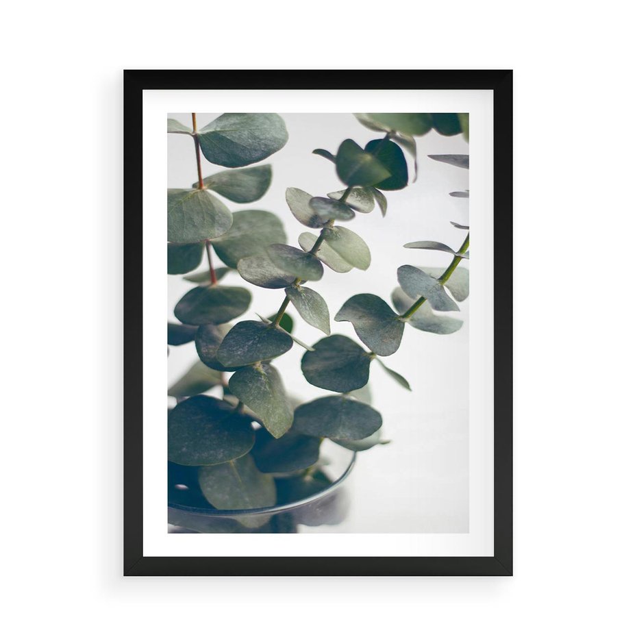 Plakat w ramie 50x70 - ukaliptusowa Harmonia - liście eukaliptusa - rama czarna