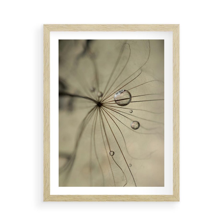 Plakat w ramie 50x70 - Delikatność dmuchawców - dmuchawce, krople - rama drewno