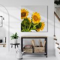 Obraz na płótnie 70x70 - Słoneczna Radość - fotografia, żółte słoneczniki