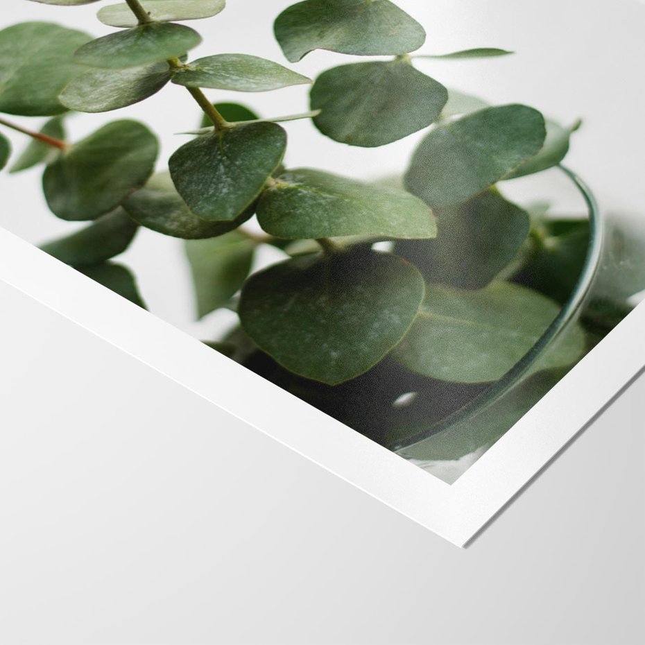 Plakat bez ramy 30x40 - Zielone eukaliptusy - eukaliptus, liście