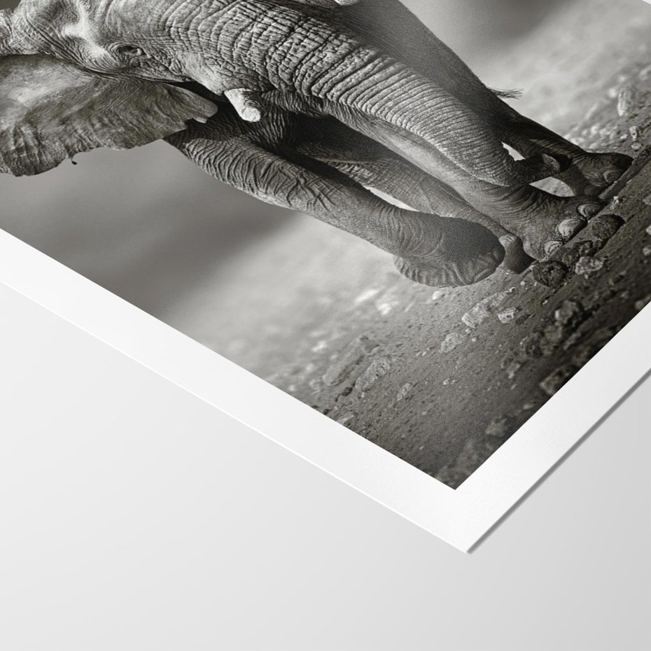 Plakat bez ramy 30x40 - Majestatyczny słoń Afryki - słoń, Afryka