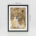 Plakat w ramie 30x40 - Potęga lwów w Afryce - lew, lwica - rama czarna