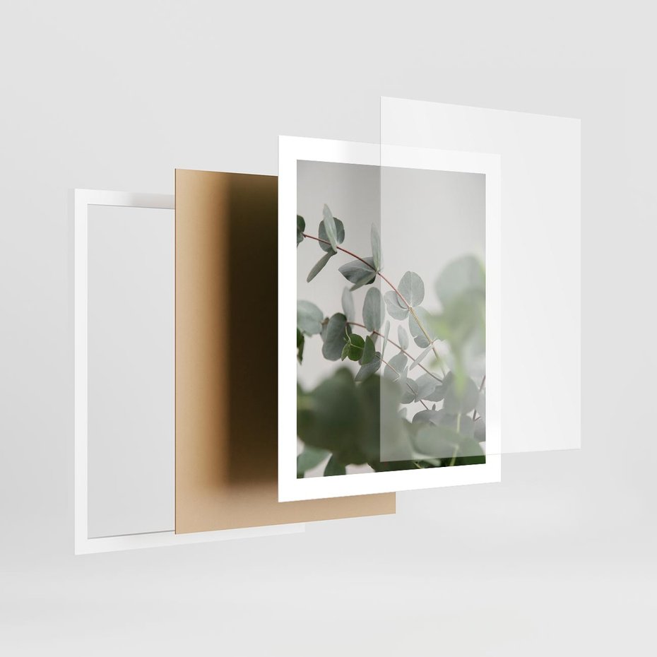 Plakat w ramie 40x50 - Liście eukaliptusa w naturze - eukaliptus, liście - rama biała