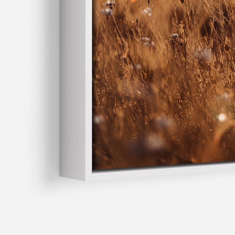 Obraz w ramie 50x50 - Zachwyt zachodem słońca na łące - zachód, słońca - rama biała