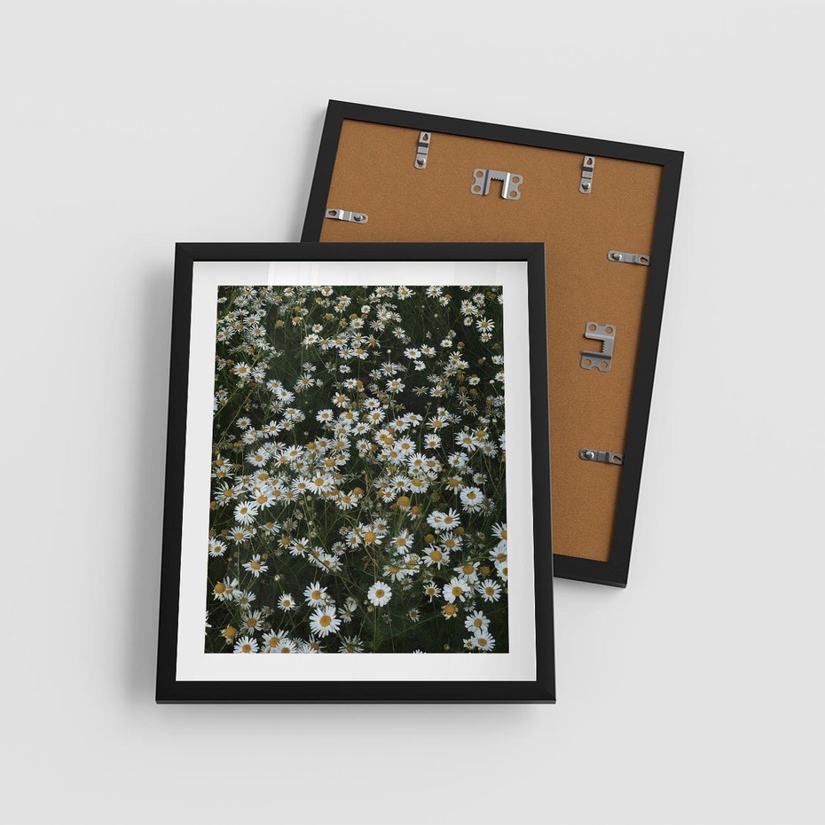 Plakat w ramie 40x50 - Stokrotkowa Idylla na Łące - łąka, stokrotki - rama czarna