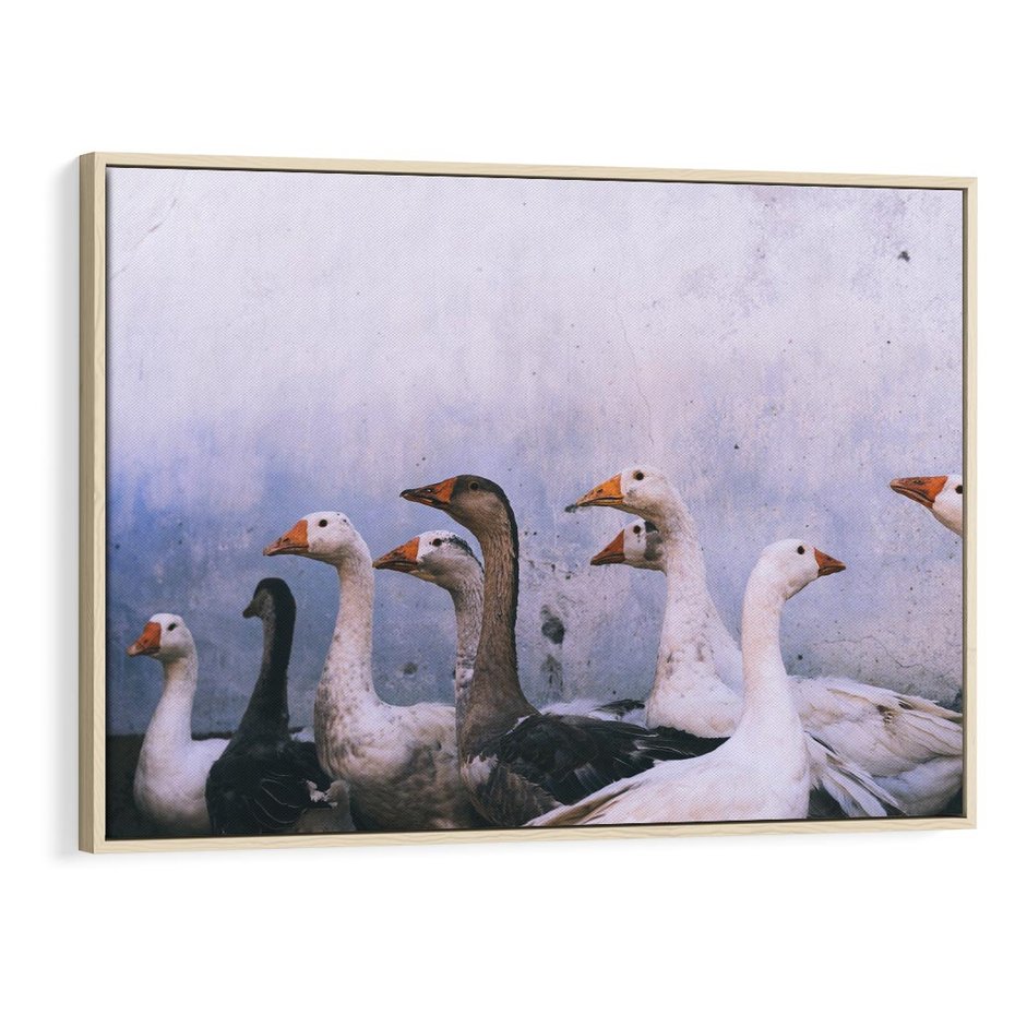 Obraz w ramie 120x80 - Spotkanie Wśród Piór - uchwycony moment, fotografia - rama drewno