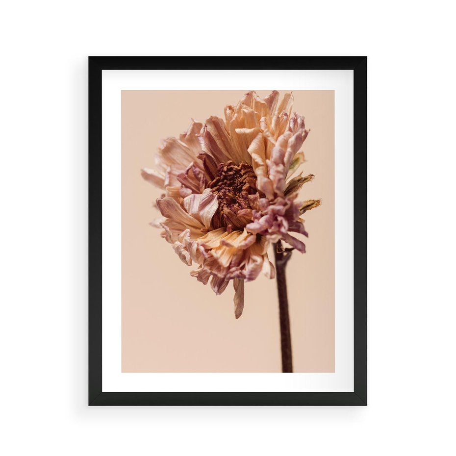 Plakat w ramie 40x50 - Delikatne piękno - suche, kwiaty - rama czarna
