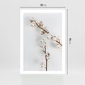 Plakat bez ramy 50x70 - Gałęzie Bawełny na Białym Tle - gałęzie bawełny na białym tle, minimalizm