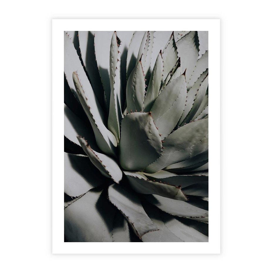 Plakat bez ramy 21x30 - Sukulenty wśród kaktusów - sukulenty, kaktusy