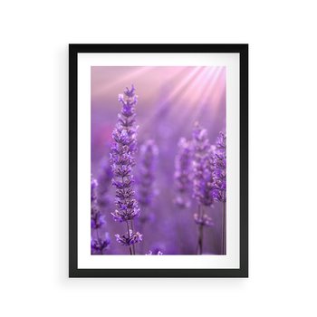 Plakat w ramie 40x50 - Fioletowa harmonia lawendy - lawenda, fiolet - rama czarna