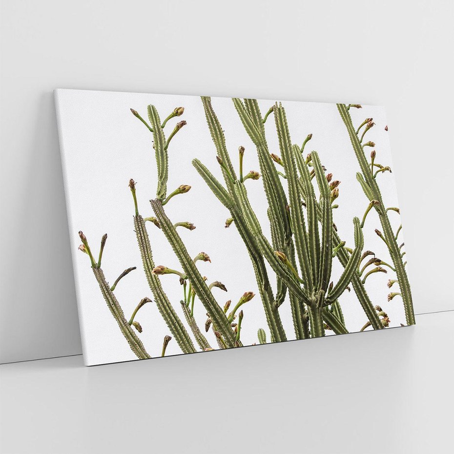 Obraz na płótnie 100x70 - Ekskluzywna Roślinność - kaktusy, liście