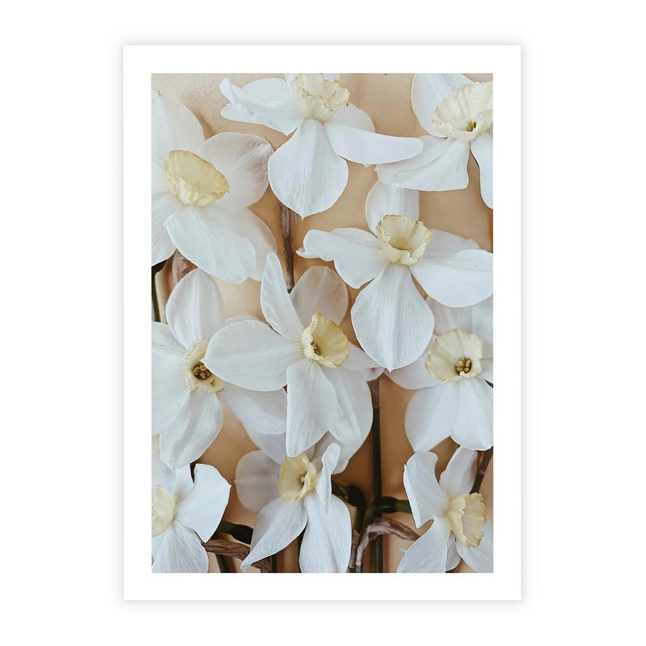 Plakat bez ramy 21x30 - Białe Narcyzy - narcyzy, kwiaty
