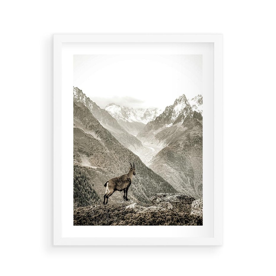 Plakat w ramie 40x50 - Dzikie Piękno: Kozica w Malowniczym Górskim Scenerii - kozica, góry - rama biała