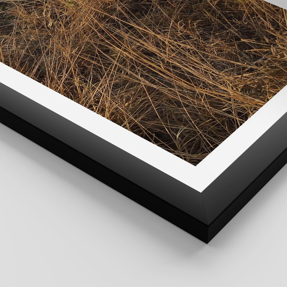 Plakat w ramie 30x40 - Szlachetna Suchość Traw - trawy, suche trawy - rama czarna