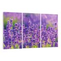 Obraz na płótnie 120x80 - Zaklęta lawenda - lawenda, kwiaty