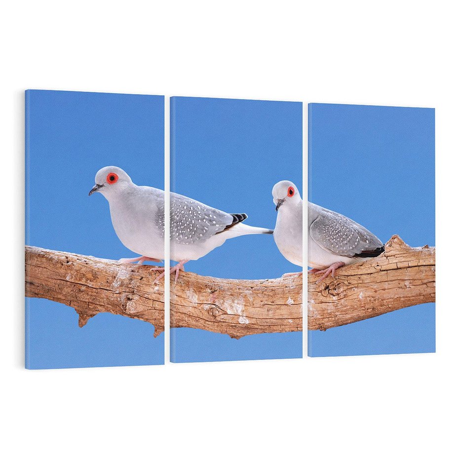 Obraz na płótnie 120x80 - Gołębie w locie - gołębie, gołąb