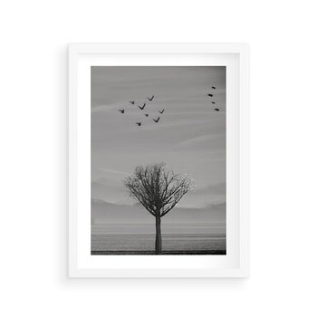 Plakat w ramie 40x50 - Samotne Drzewo - samotne drzewo w polu, czarno białe zdjęcie - rama biała