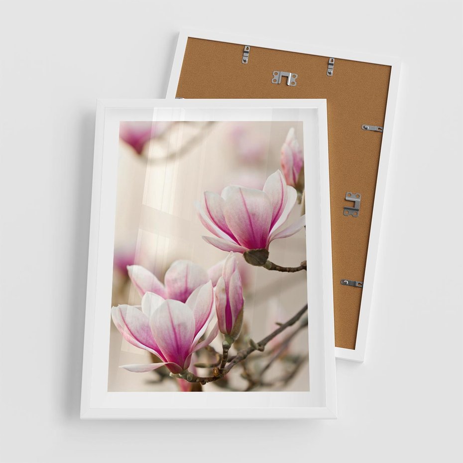 Plakat w ramie 50x70 - Urok Magnolii - magnolie, kwiaty - rama biała