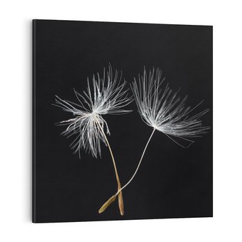 Obraz na płótnie 40x40 - Delikatność Wiatru - dmuchawce, makro