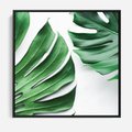 Obraz w ramie 50x50 - Monstera - Liście Kwiaty - monstera, liście - rama czarna